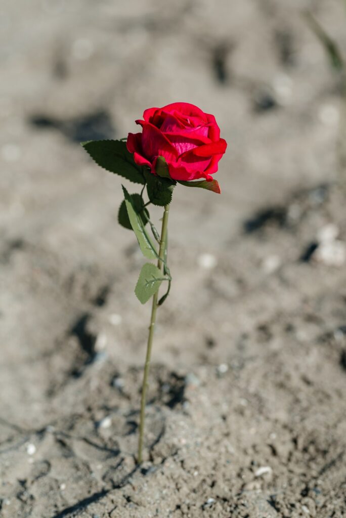 red rose in the sand as a part of romantic beach decorations in Cyprus